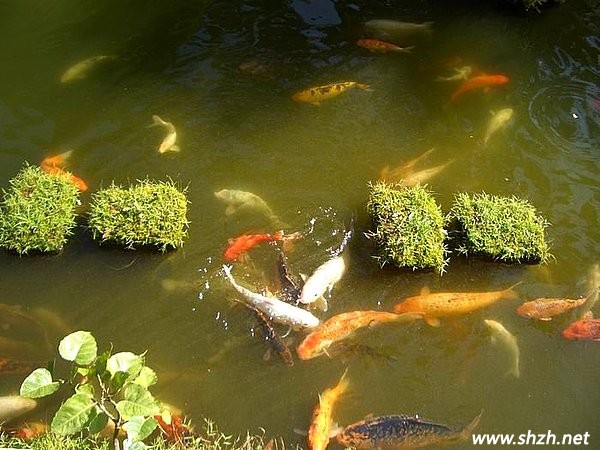 池中魚(yú)
